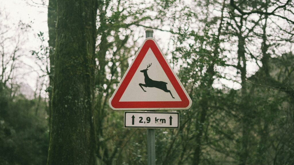 Road sign. Deer ahead during 2.9km